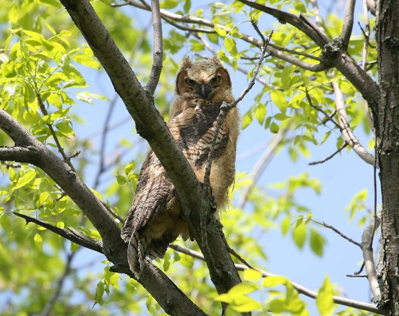 Great Horned Owl - ML82532361