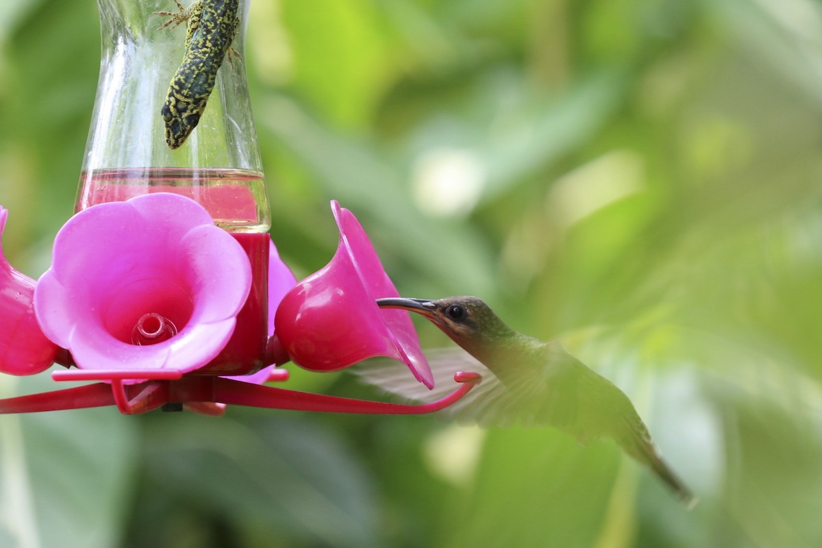 kolibřík ryšavoocasý - ML82532441