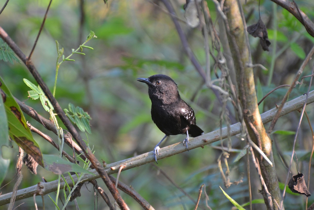 Mato Grosso Antbird - Henry Cook