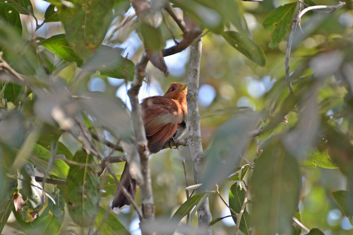 Little Cuckoo - ML82532481