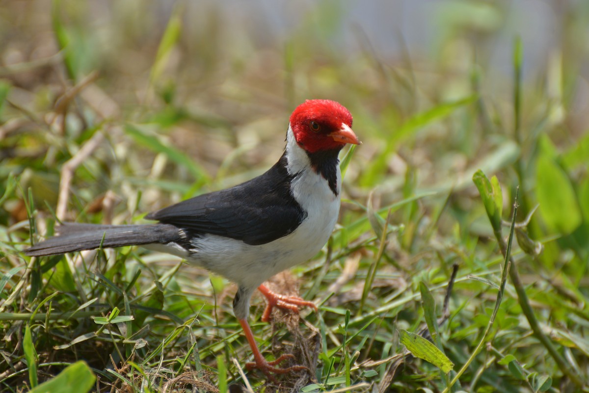 Yellow-billed Cardinal - ML82534461