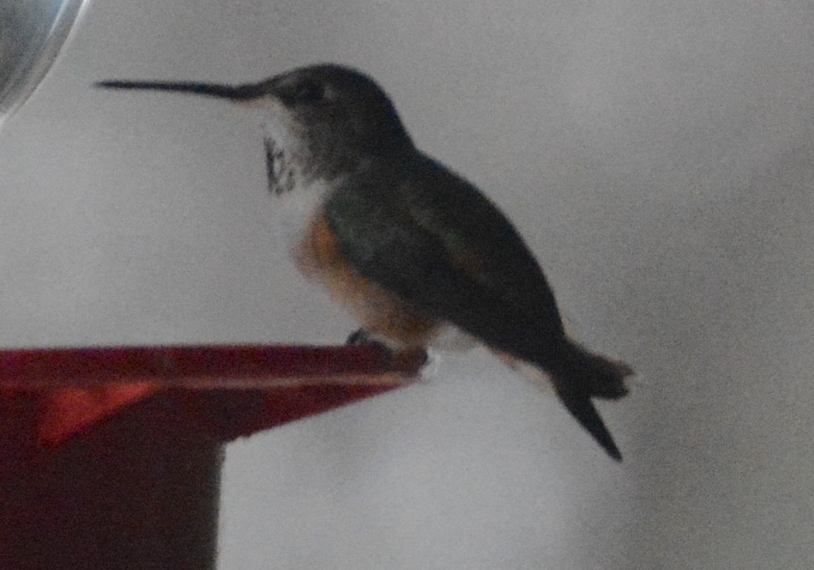 Rufous Hummingbird - ML82536031