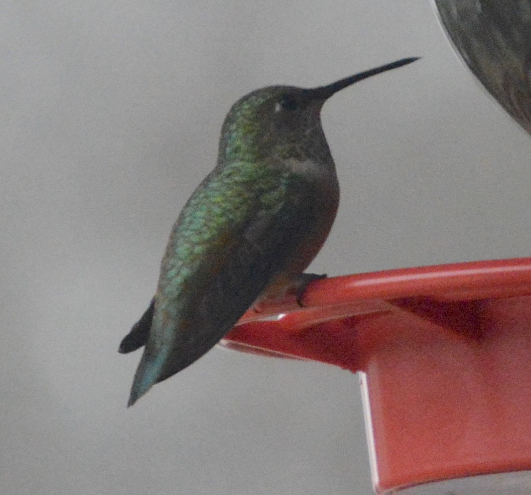 Rufous Hummingbird - ML82536061