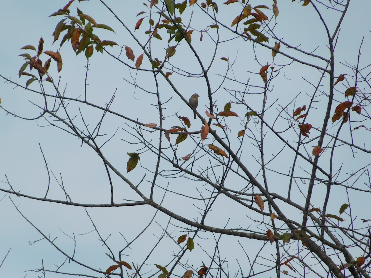 Chipping Sparrow - ML82536421