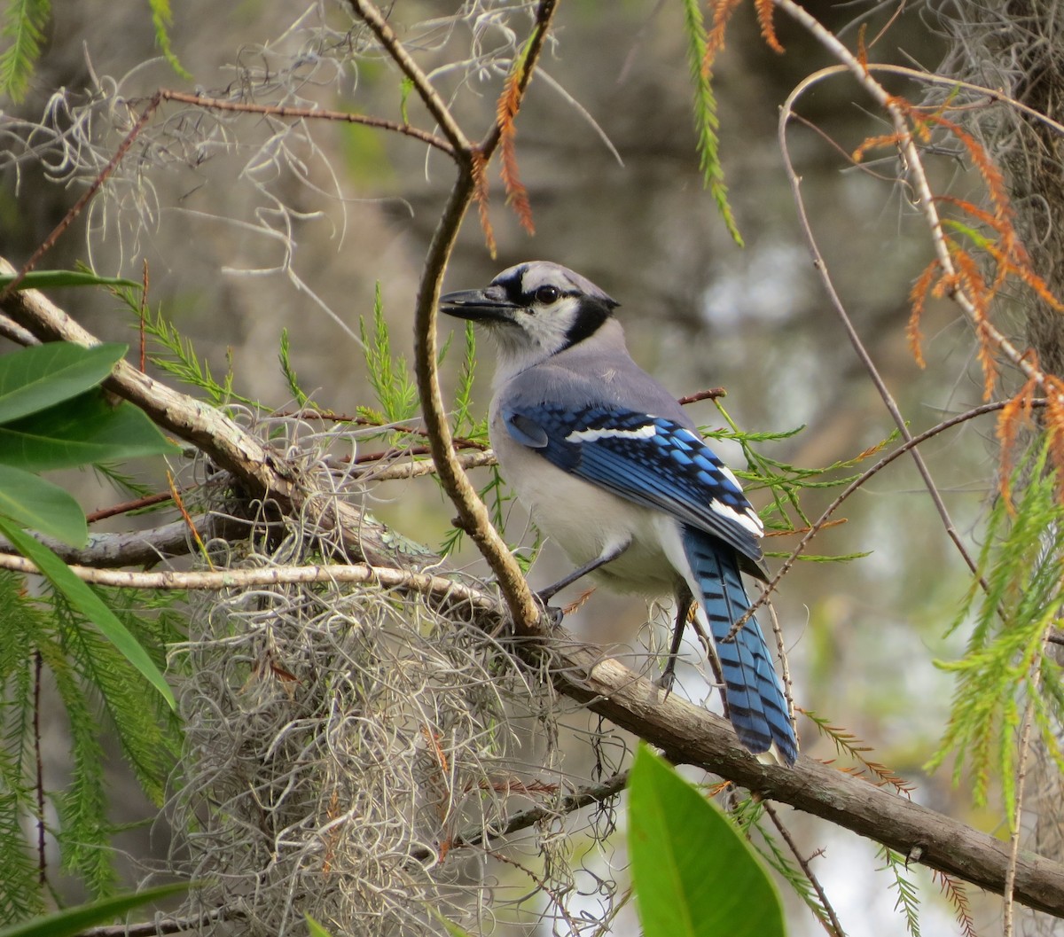 Chara Azul - ML82536631