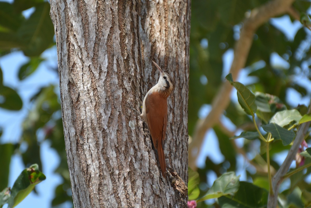 Narrow-billed Woodcreeper - Henry Cook