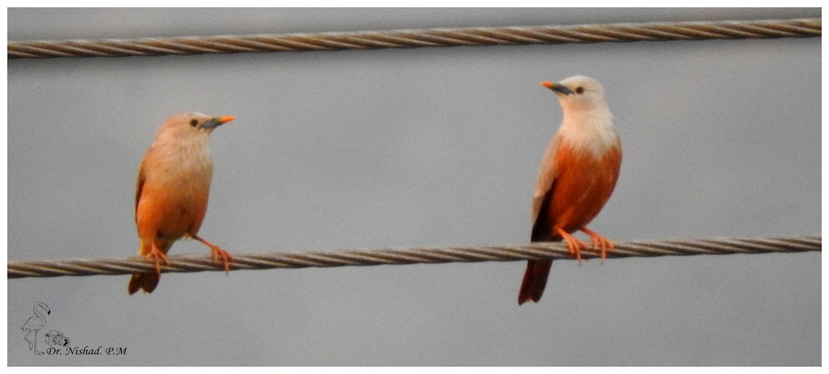 Malabar Starling - Dr. NISHAD PM