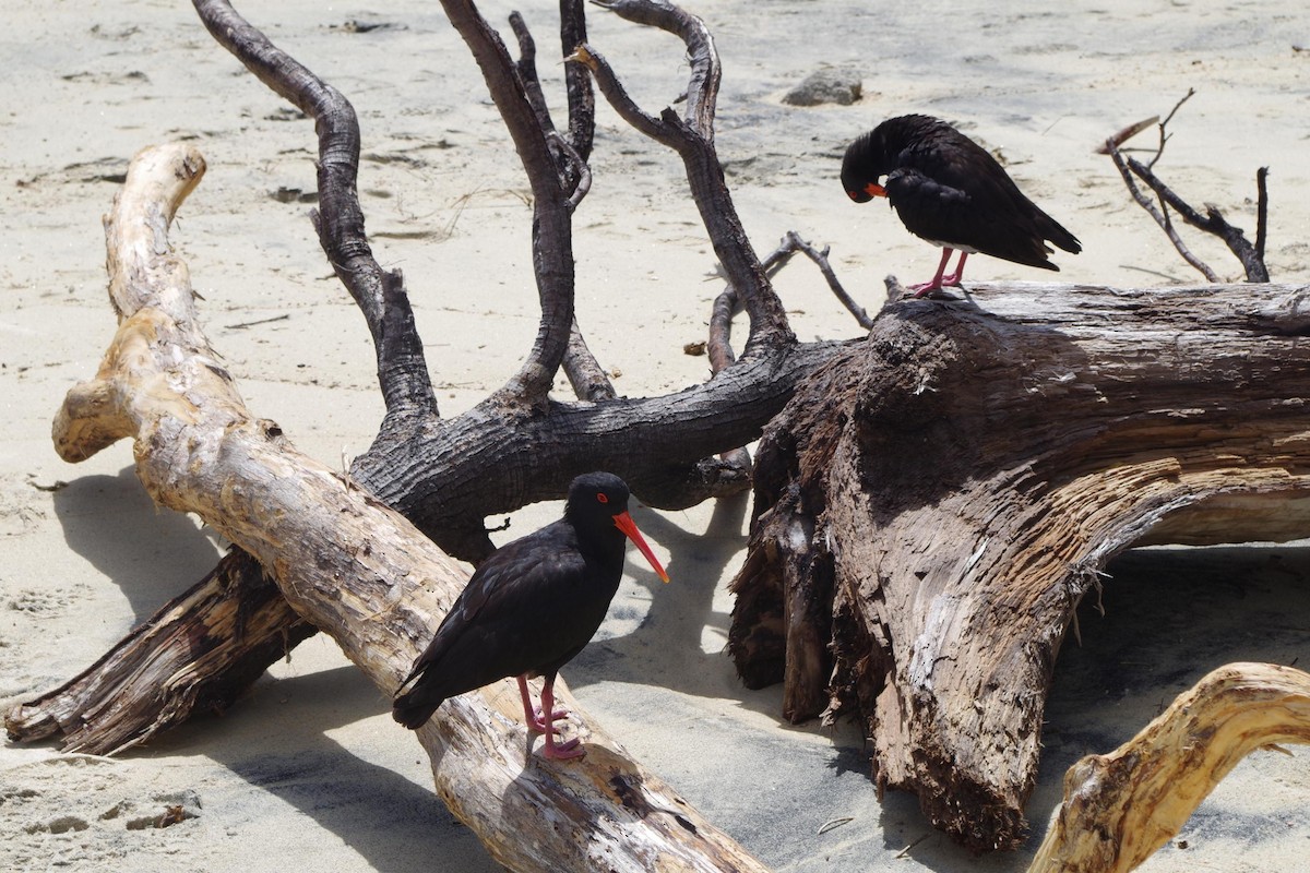 Variable Oystercatcher - ML82538881