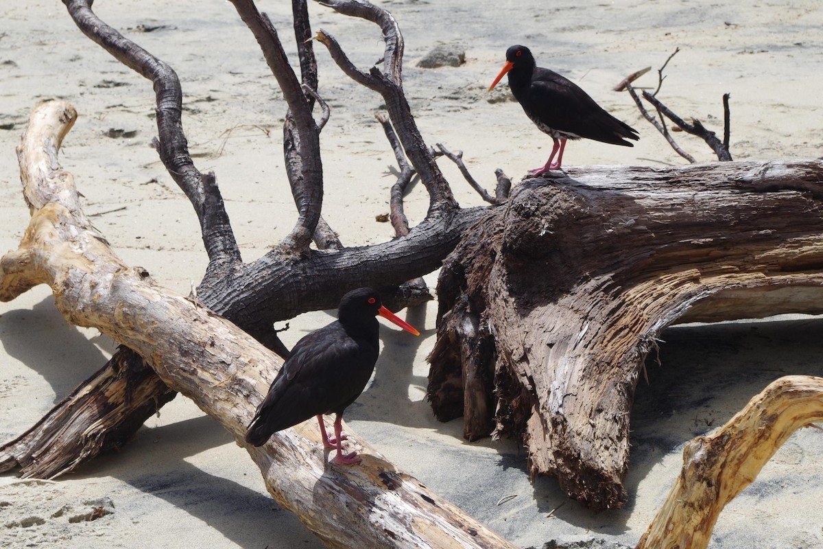 Variable Oystercatcher - ML82538911