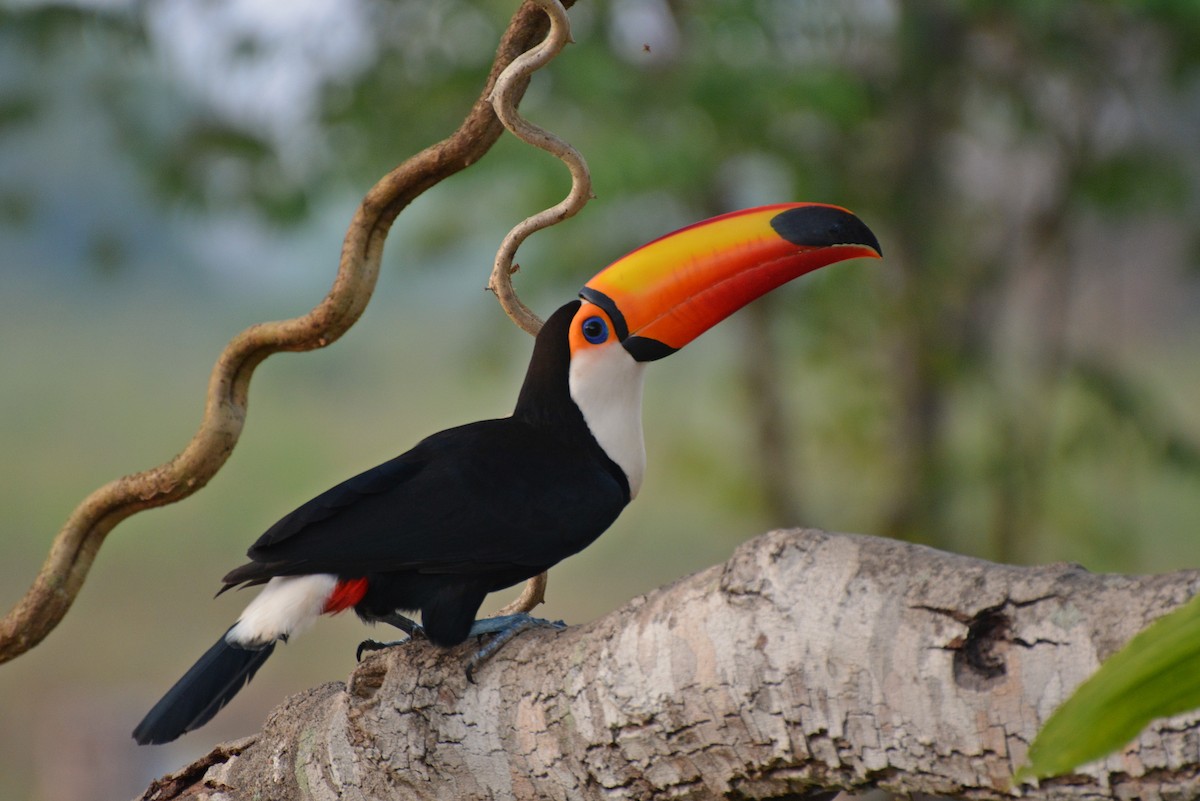 Toco Toucan - ML82538991