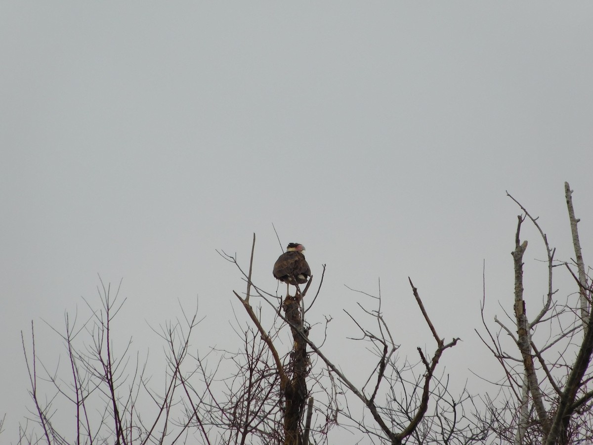 Crested Caracara (Northern) - ML82540101