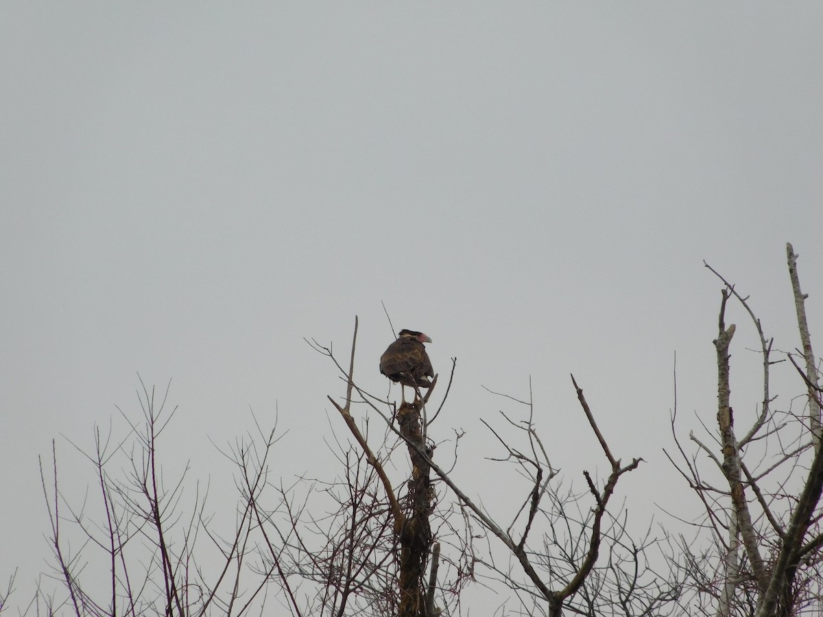 Crested Caracara (Northern) - ML82540121