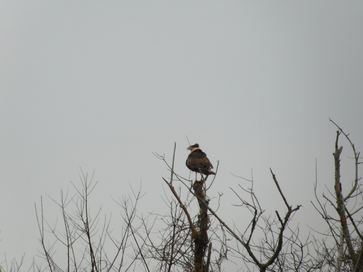 Crested Caracara (Northern) - ML82540131