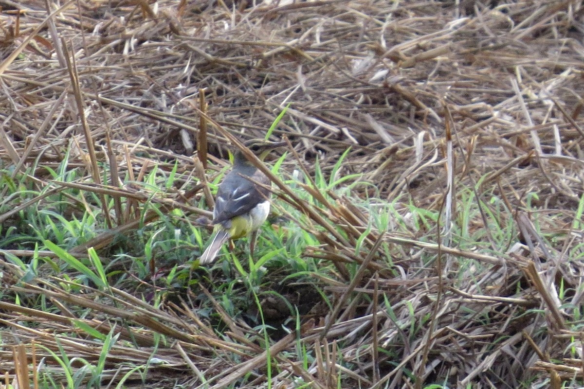 Gray Wagtail - Divin Murukesh