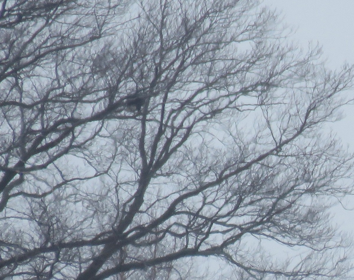 Bald Eagle - ML82542211