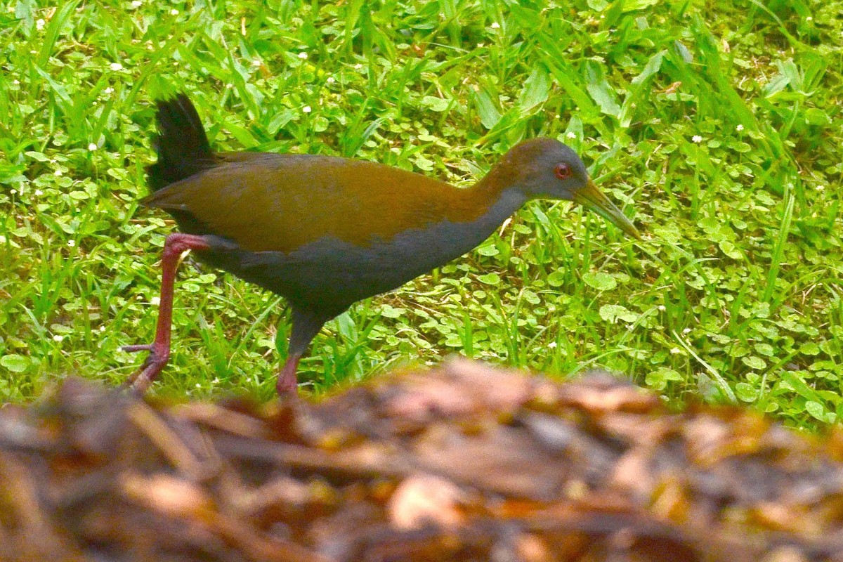 Slaty-breasted Wood-Rail - ML82542291