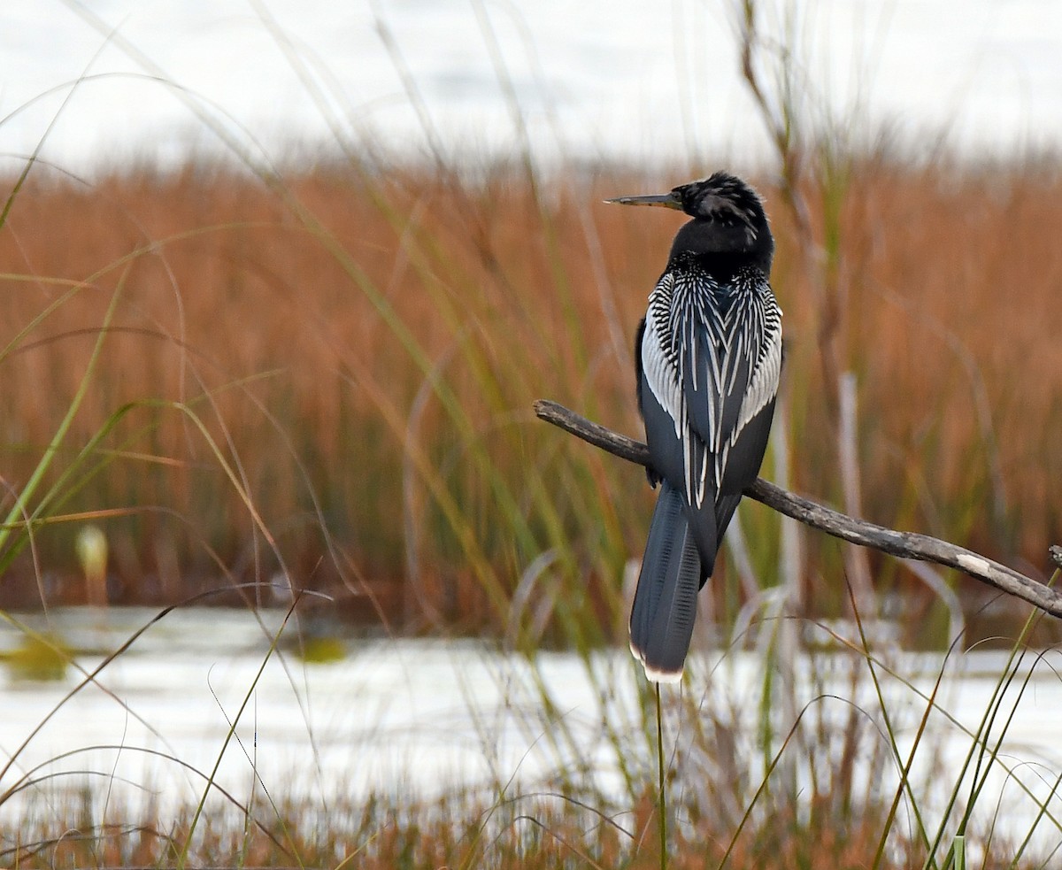 Anhinga - Charles Hundertmark