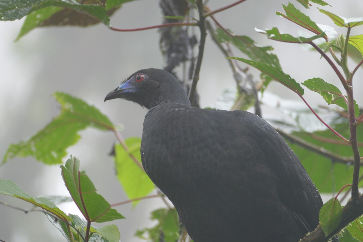 Schwarzguan - ML82542711