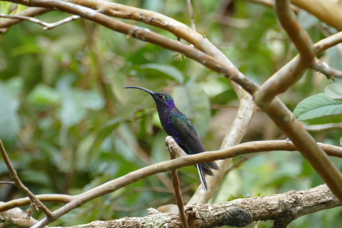 Colibrí Morado - ML82542791