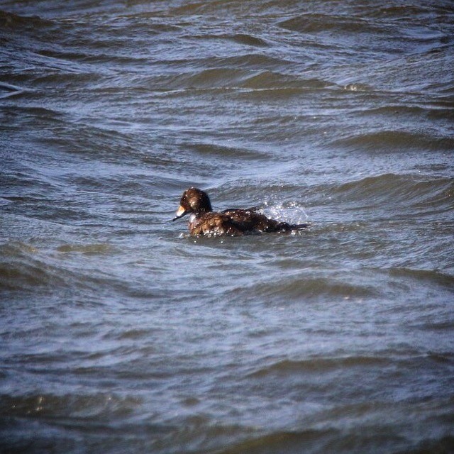 Black Scoter - ML82542841