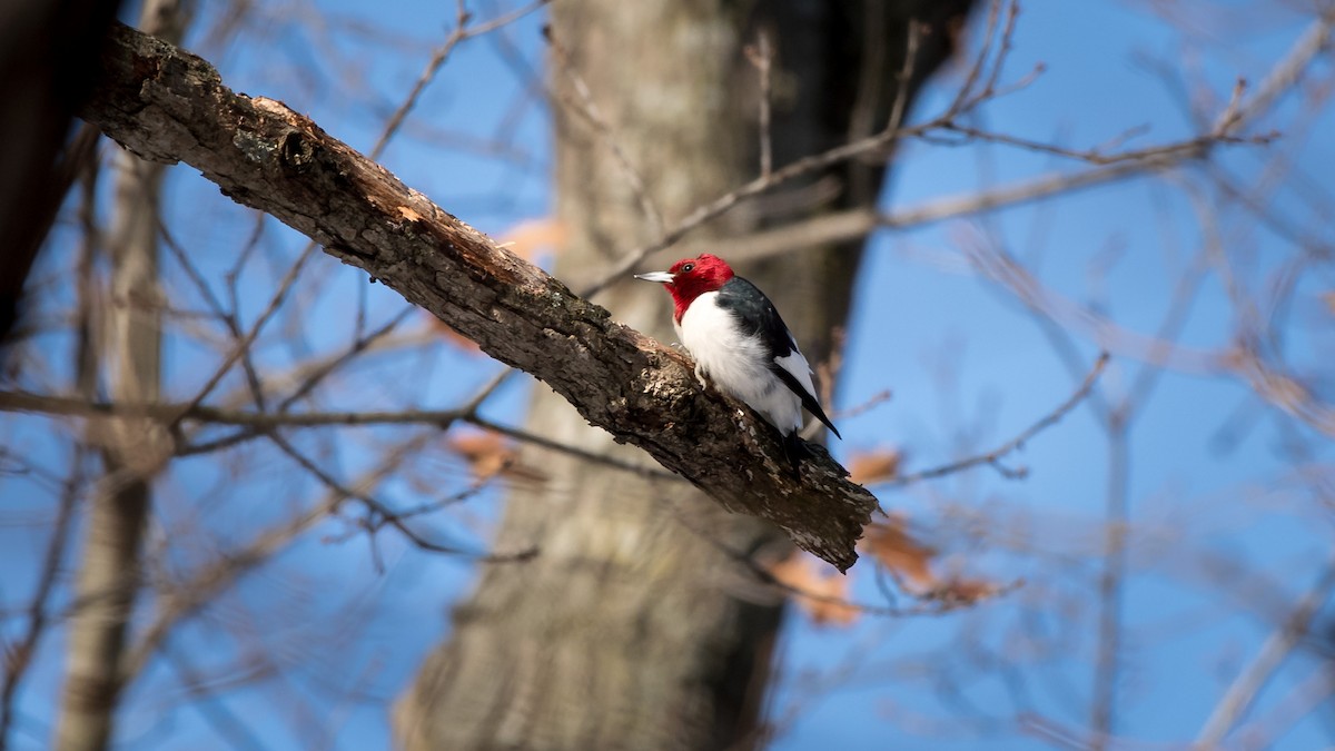 Red-headed Woodpecker - ML82543431