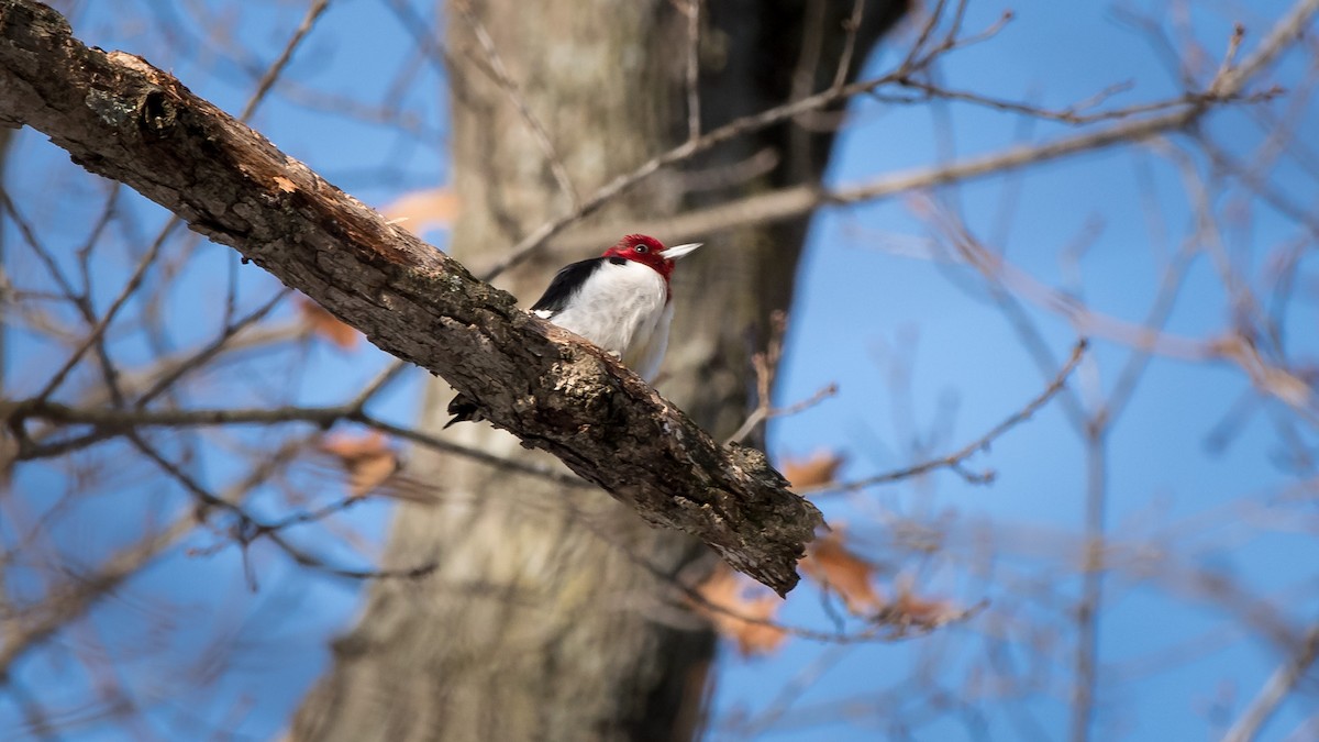 Red-headed Woodpecker - ML82543461