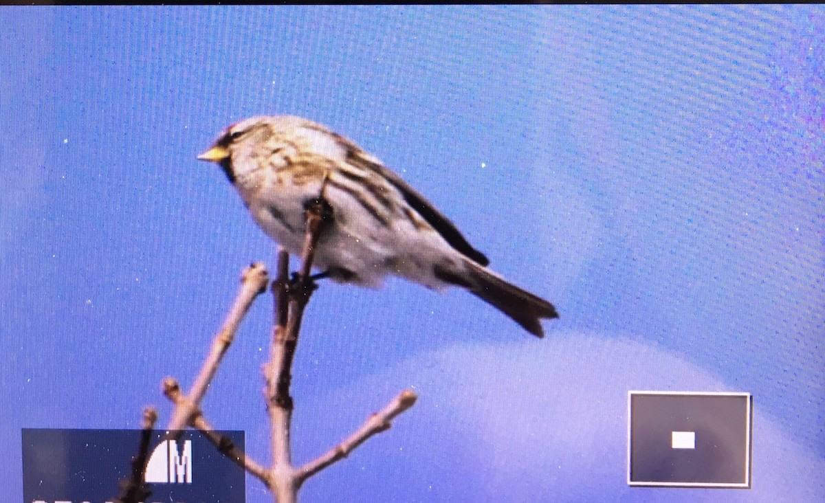 Common Redpoll - Jennifer Wenzel