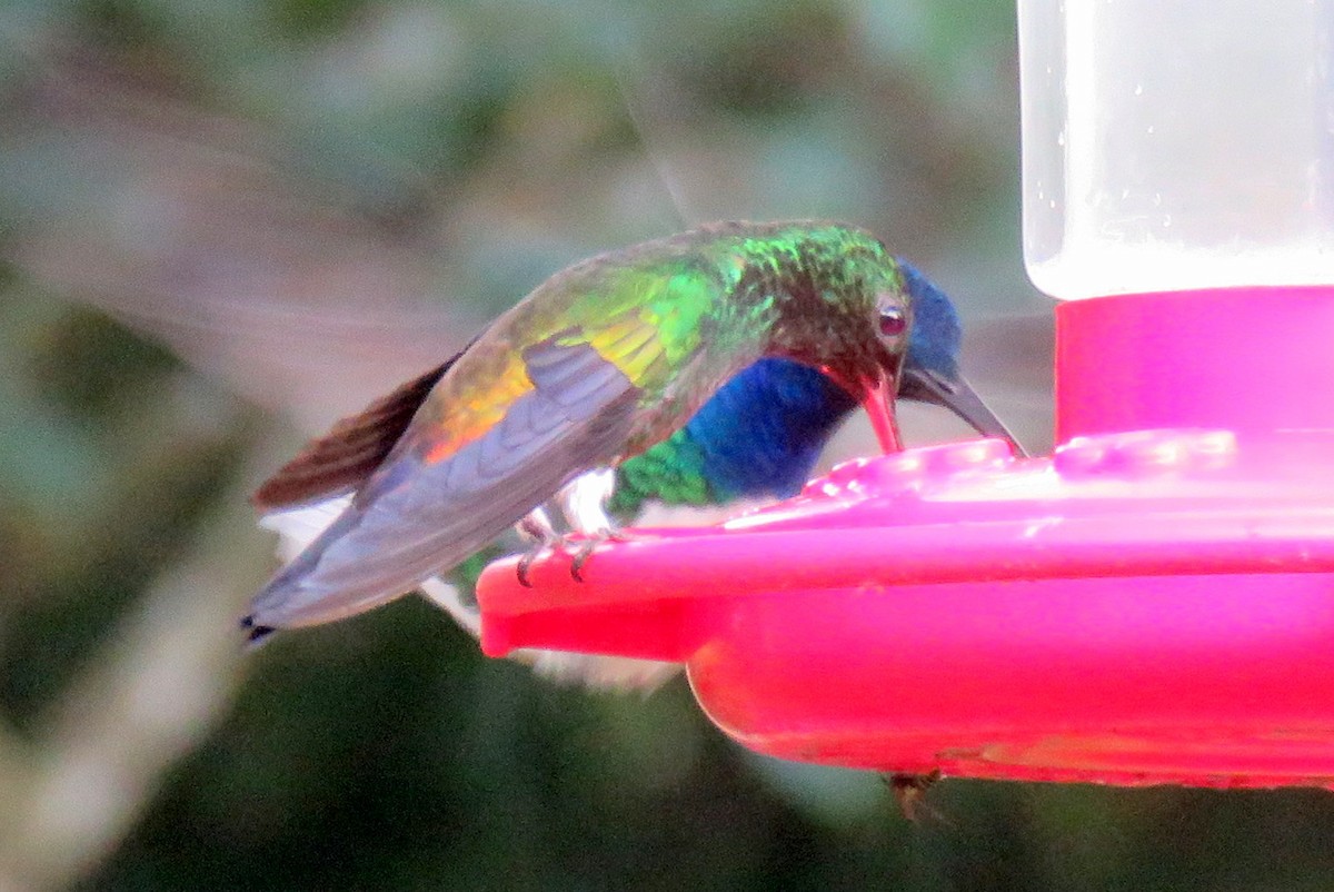 Copper-rumped Hummingbird - ML82546471