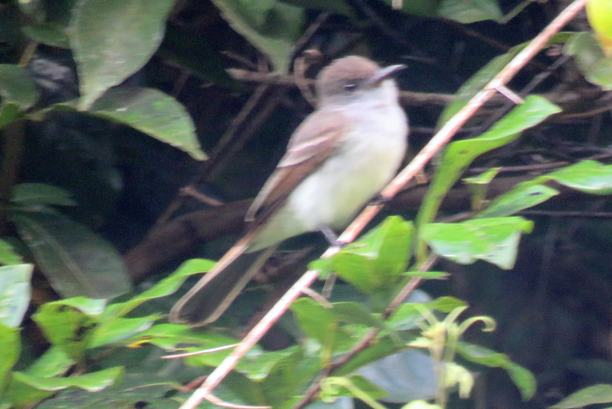 Venezuelan Flycatcher - ML82546641