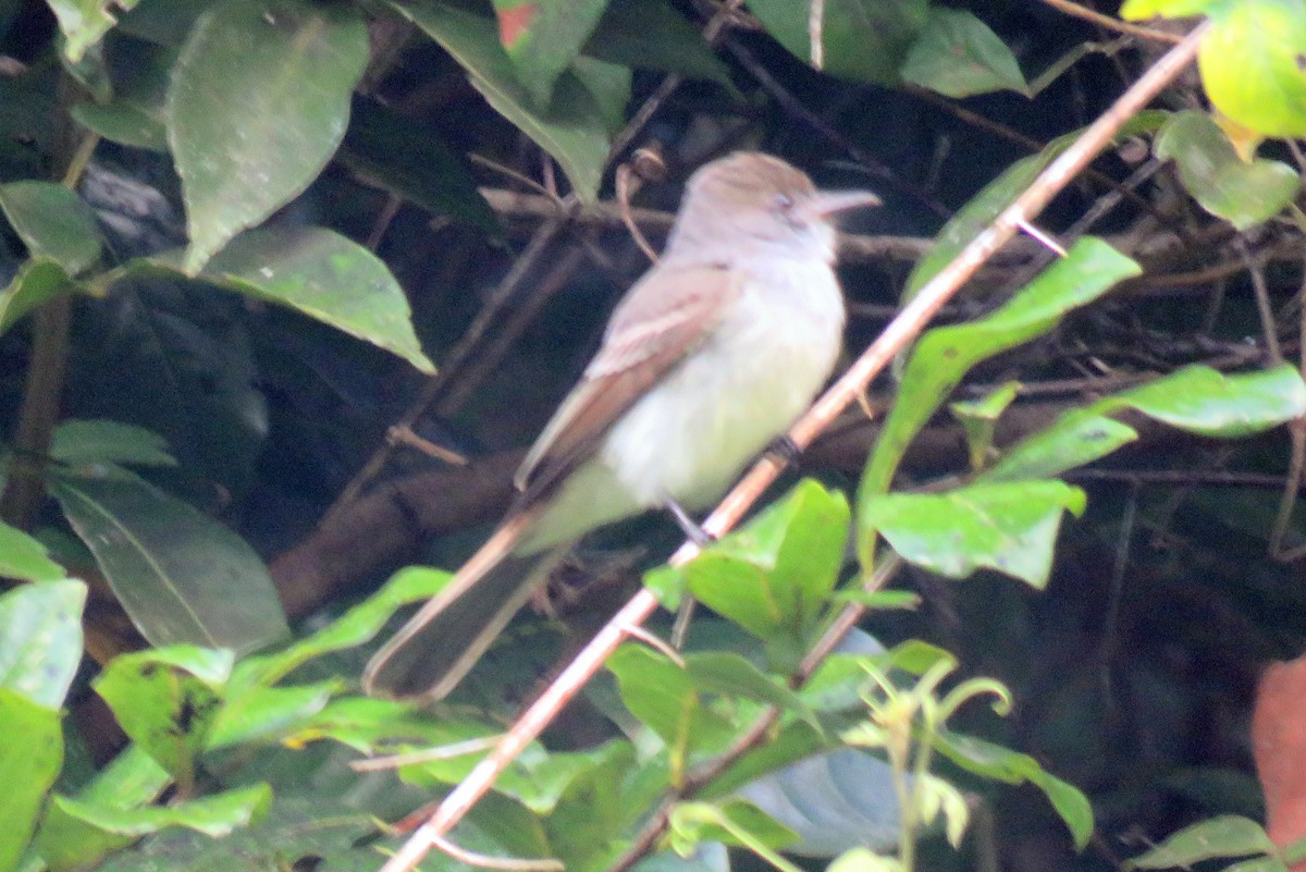 Venezuelan Flycatcher - ML82546661