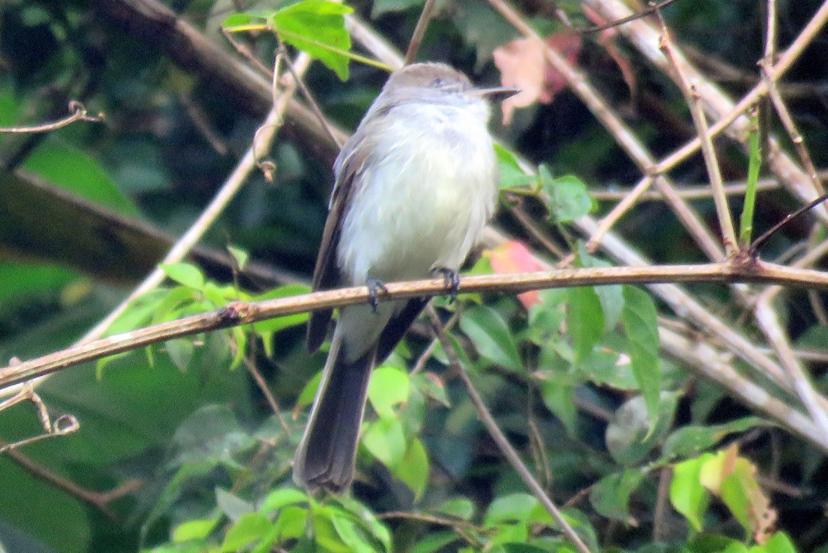 Venezuelan Flycatcher - ML82546681