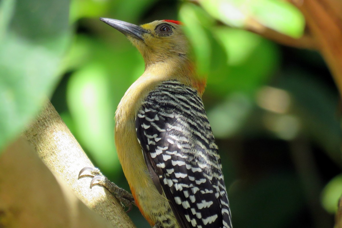 Red-crowned Woodpecker - ML82546721
