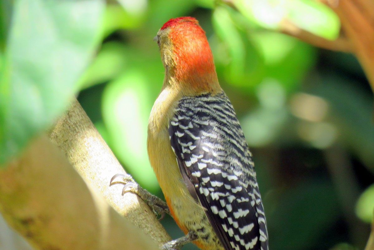 Red-crowned Woodpecker - ML82546731