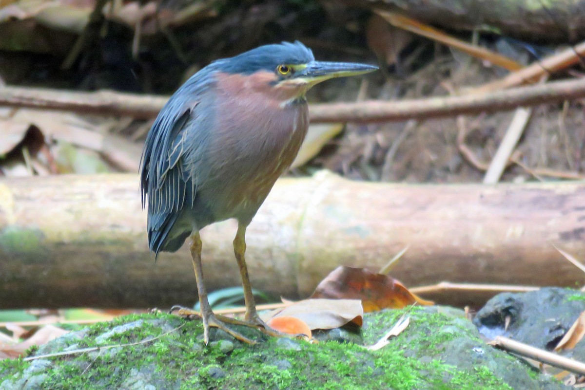 Green Heron - ML82546741