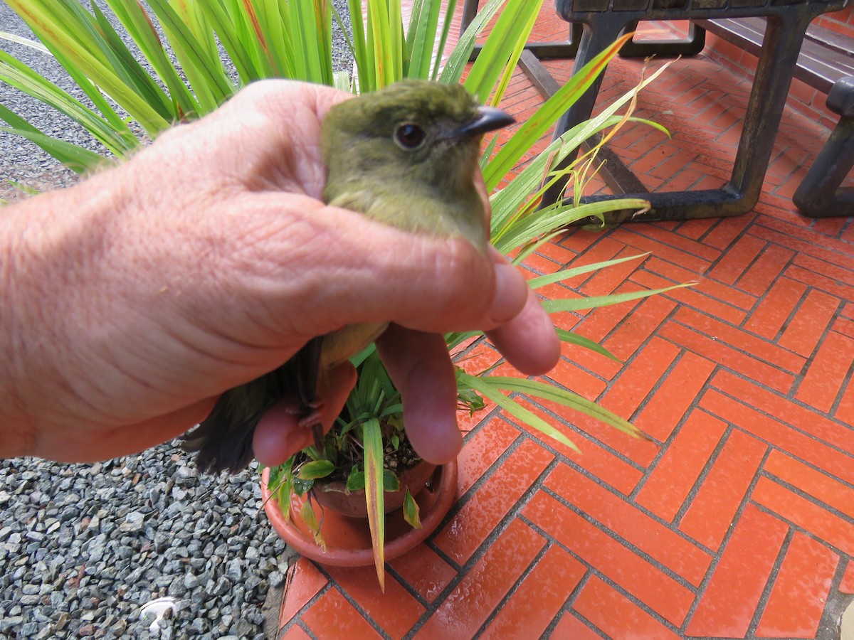 Blue-backed Manakin - ML82546781