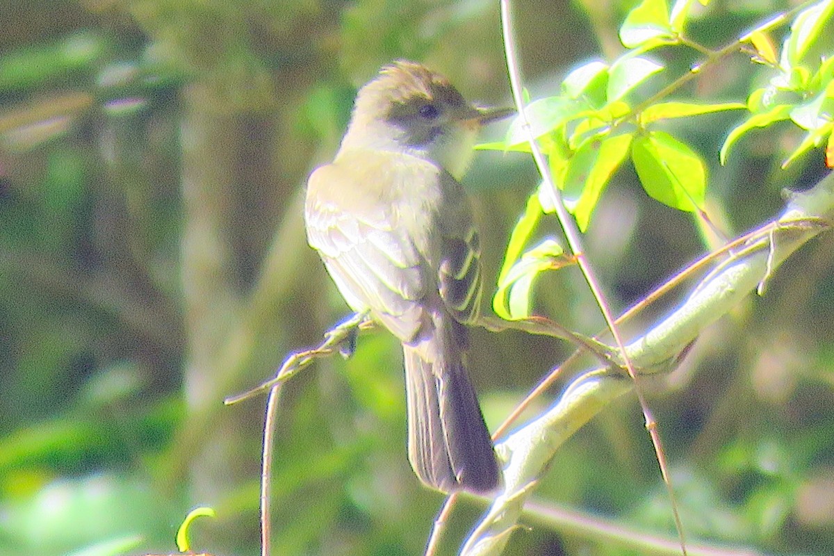 Brown-crested Flycatcher - ML82546811