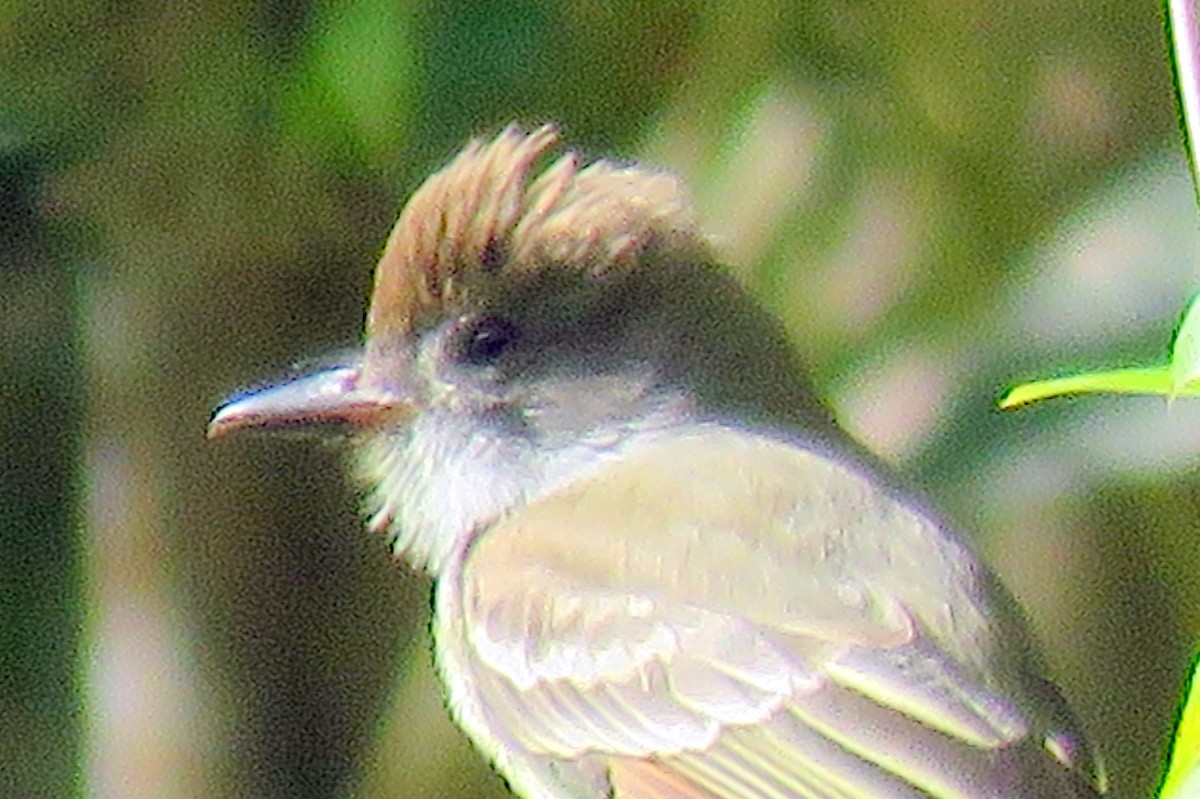 Brown-crested Flycatcher - ML82546831