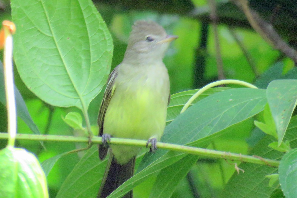 Yellow-bellied Elaenia - ML82547141