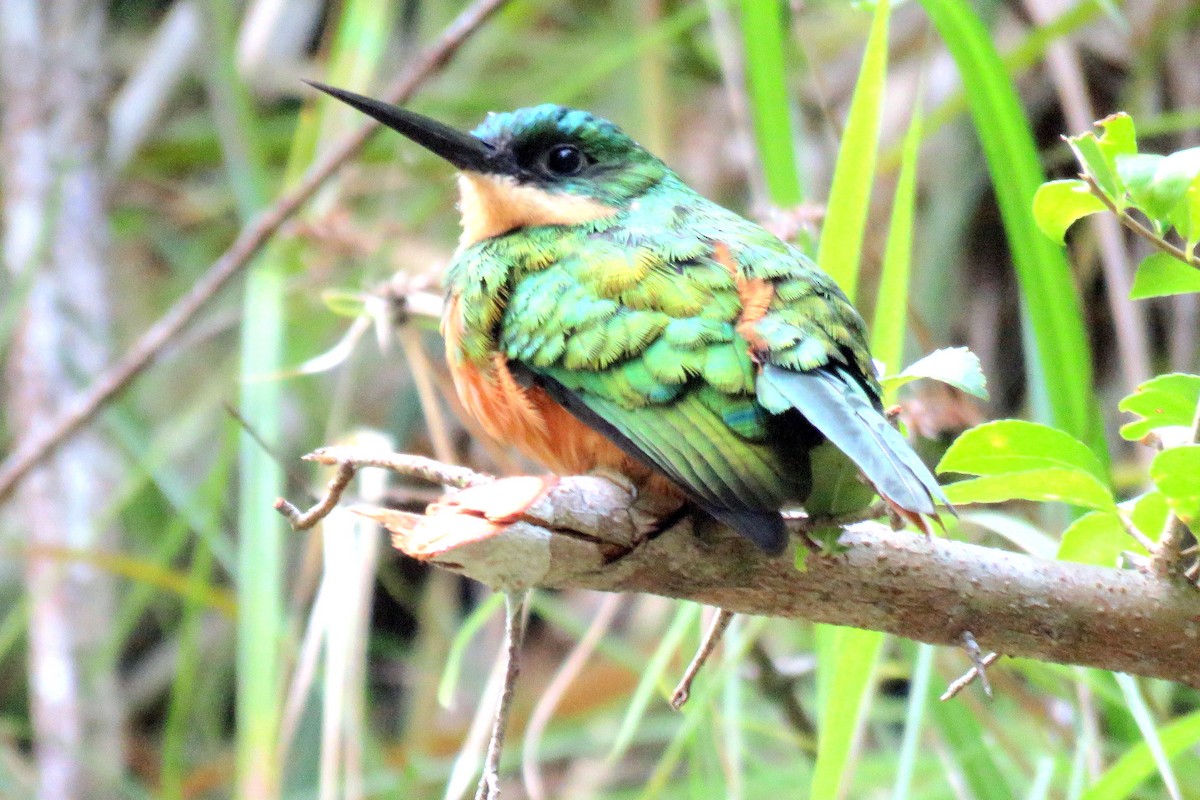 Jacamar à queue rousse - ML82547311