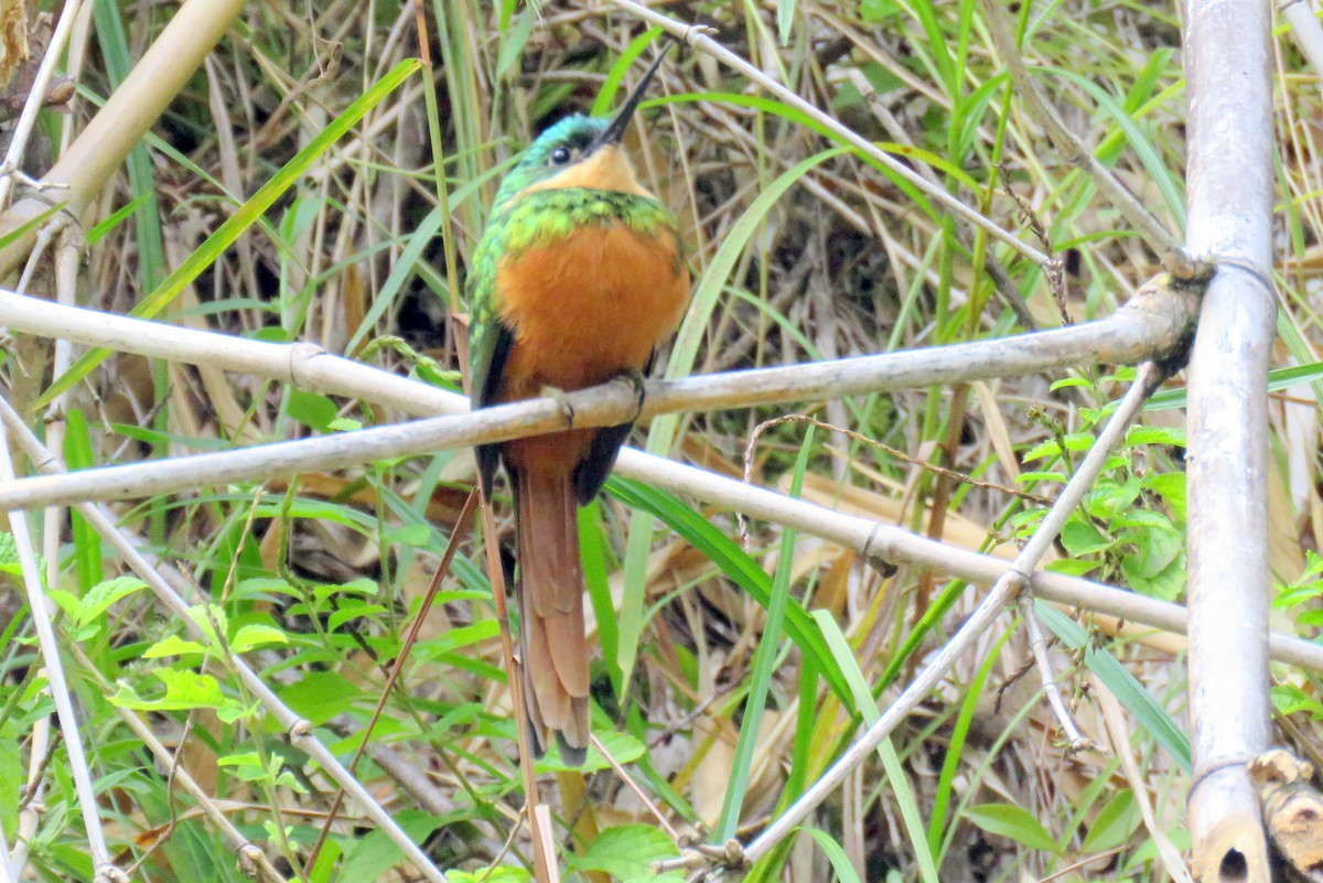 Rufous-tailed Jacamar - Matt Kelly