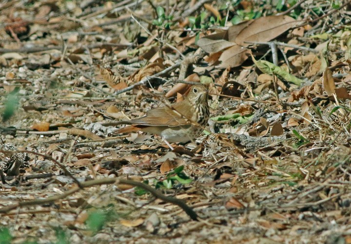 Hermit Thrush - ML82548031