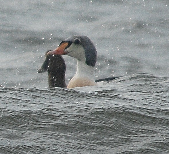 Eider à tête grise - ML82548621