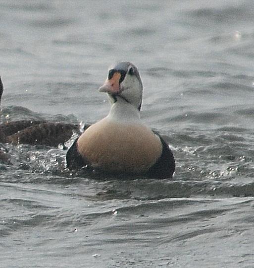 Eider à tête grise - ML82548681