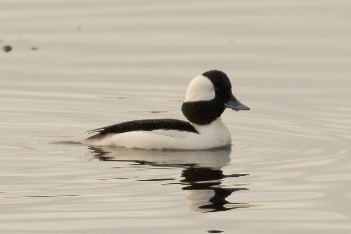 Bufflehead - ML82550721