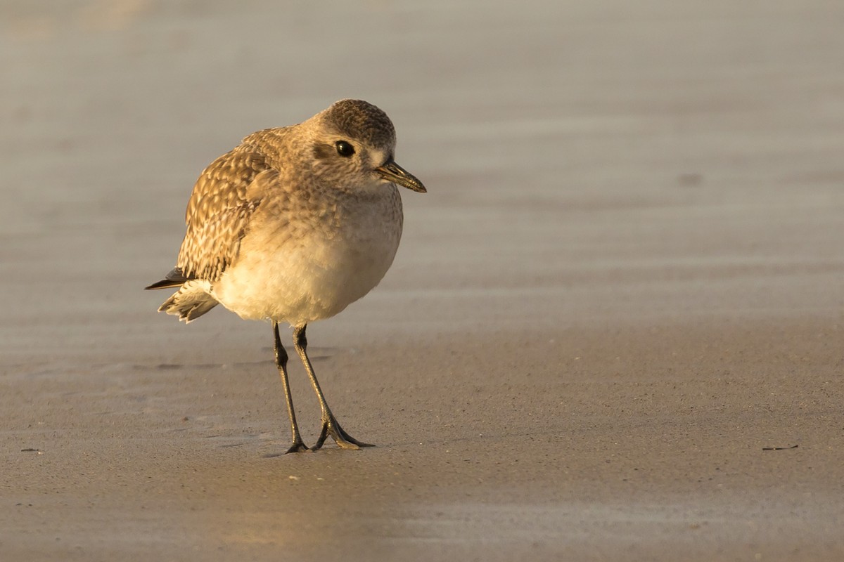 Black-bellied Plover - ML82551081