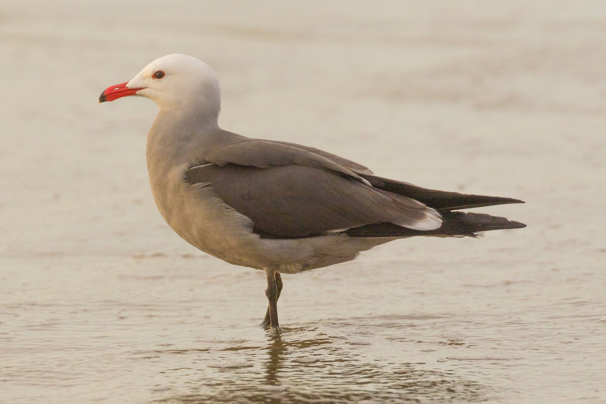 Heermann's Gull - ML82551651