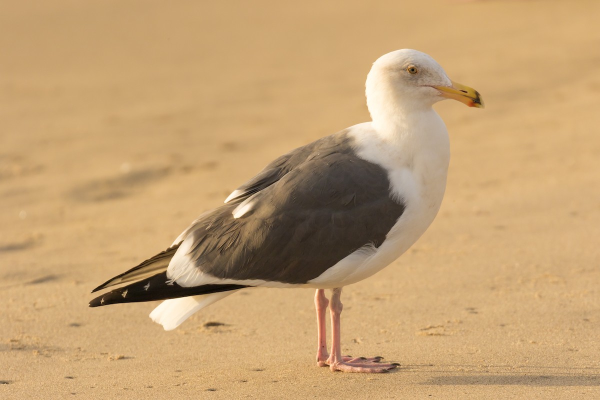 Goéland d'Audubon - ML82551771