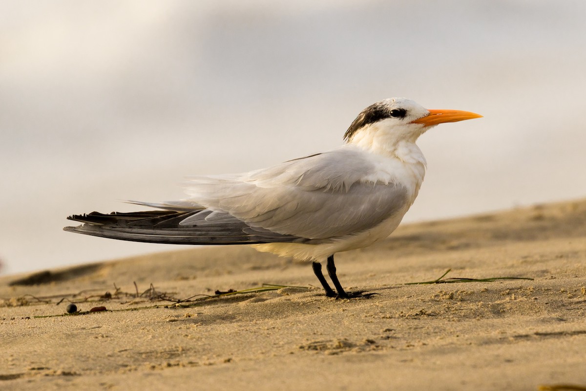 Royal Tern - ML82551921