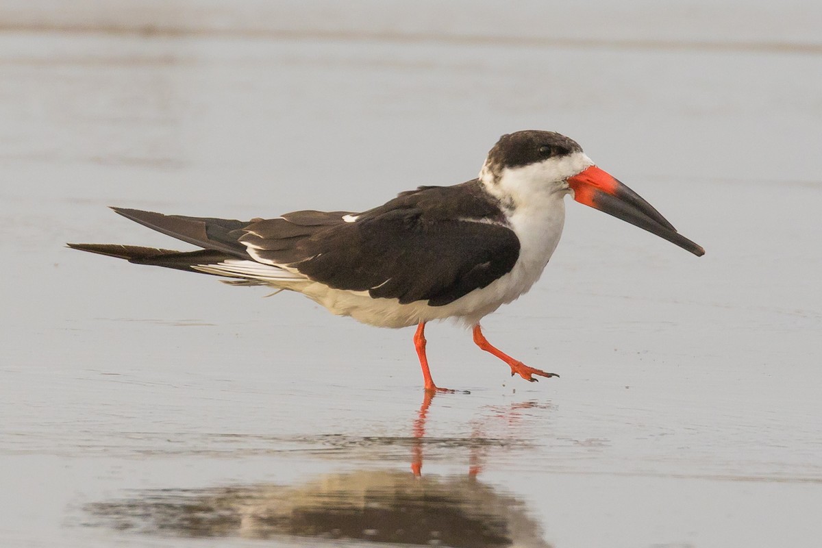 Black Skimmer - ML82552001