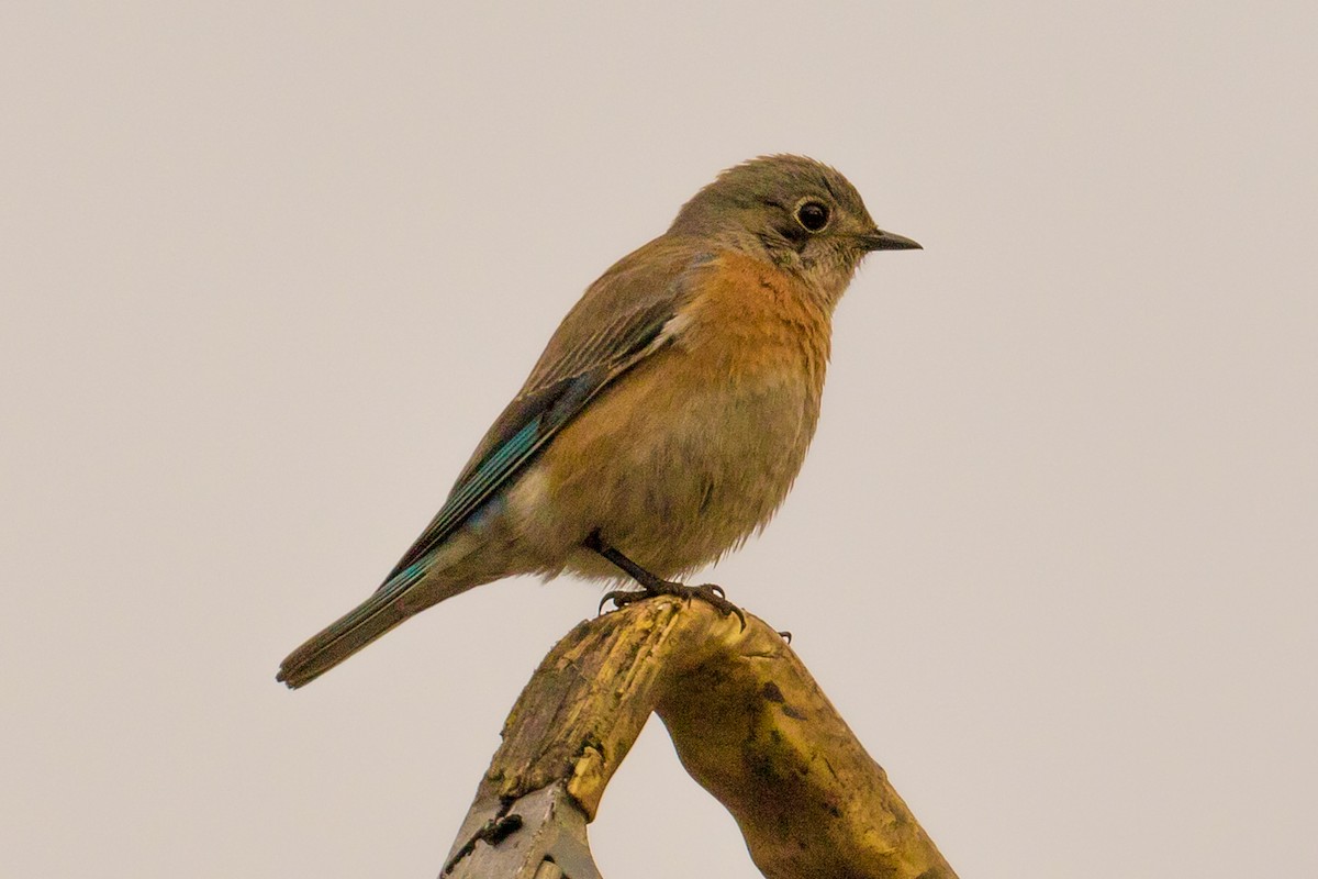 Western Bluebird - ML82552181